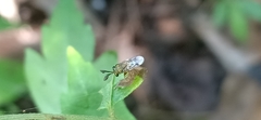 Eucharitidae