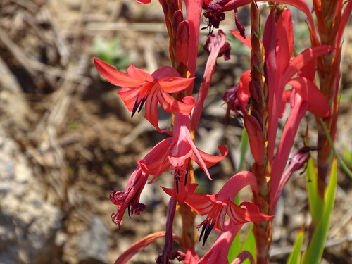 Image of Watsonia gladioloides by (c) Shaun Swanepoel, some rights reserved (CC BY)
