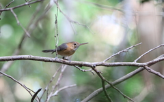 Ramphocaenus melanurus