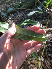 Carronia multisepalea