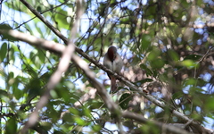 Piranga roseogularis