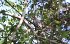 Piranga roseogularis