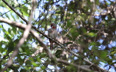 Piranga roseogularis