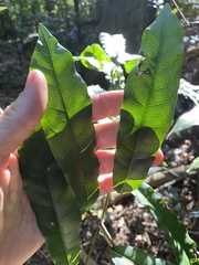 Carronia multisepalea