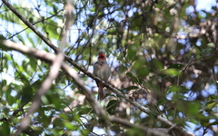 Piranga roseogularis