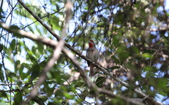 Piranga roseogularis