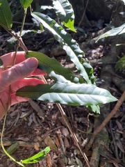 Carronia multisepalea