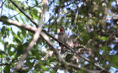 Piranga roseogularis