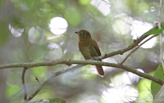 Schiffornis veraepacis