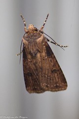 Agrotis denticulosa