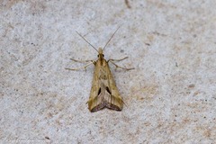 Diasemia monostigma