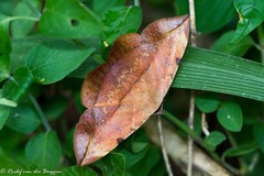 Hypopyra capensis