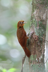 Ruddy Woodcreeper photo 4