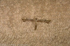 Stenodacma wahlbergi