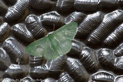 Prasinocyma immaculata