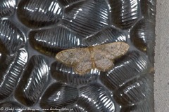 Chiasmia rectilinea
