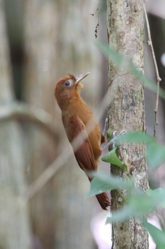 Grimpar roux (Dendrocincla homochroa)