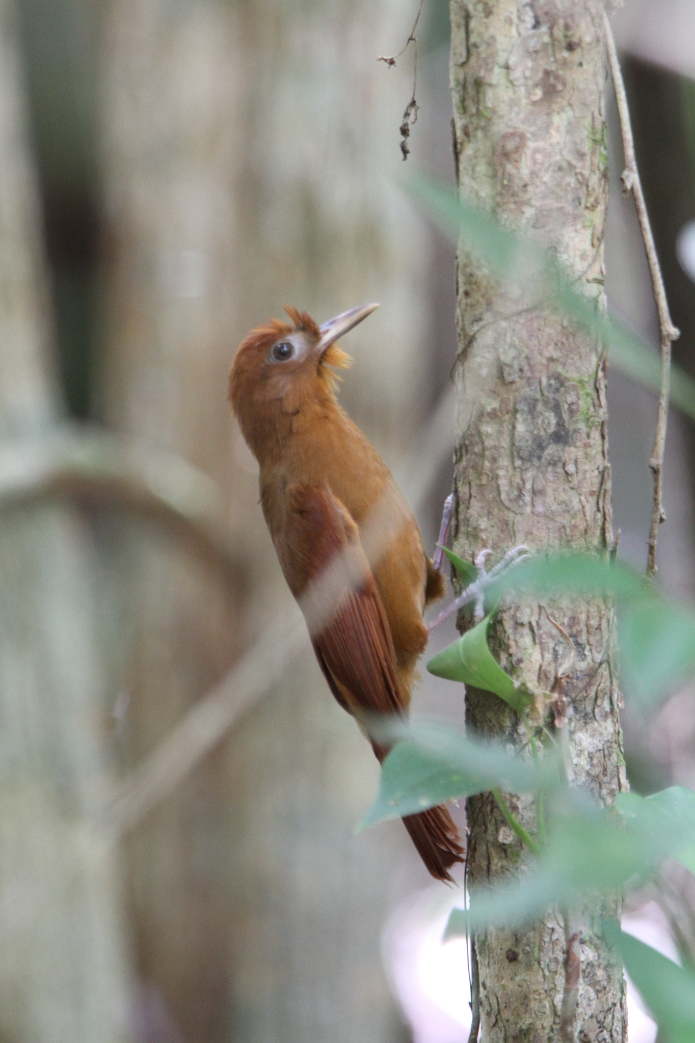 Ruddy Woodcreeper illustration
