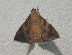 Oxyodes