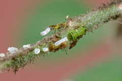 Acizzia jamatonica