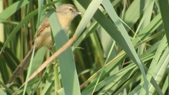 Prinia