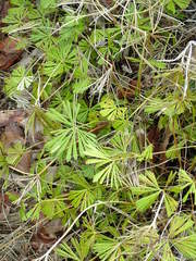 Actiniopteris dimorpha