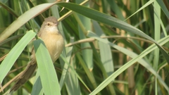 Prinia