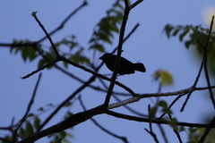 Cyanoloxia cyanoides