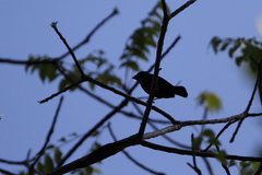 Cyanoloxia cyanoides