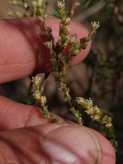 Polpoda stipulacea