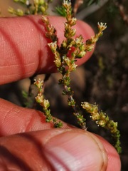 Polpoda stipulacea