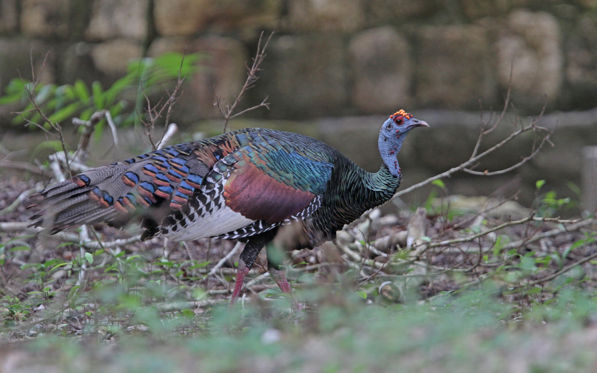 Ocellated Turkey illustration