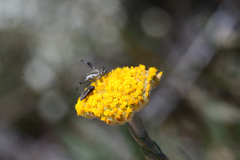 Athanasiinae