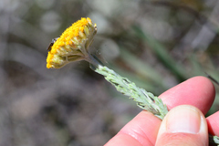 Athanasiinae