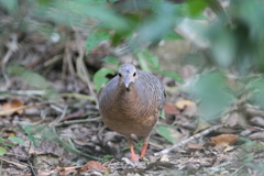 Crypturellus cinnamomeus