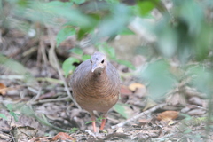 Crypturellus cinnamomeus