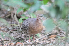 Crypturellus cinnamomeus