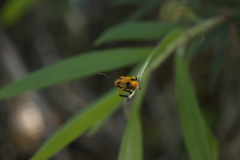 Stethopachys formosa