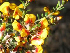 Pseudopantilius australis