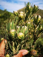 Leucadendron lanigerum laevigatum