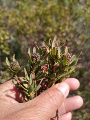 Leucadendron lanigerum laevigatum