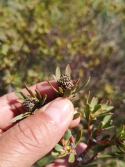 Leucadendron lanigerum laevigatum