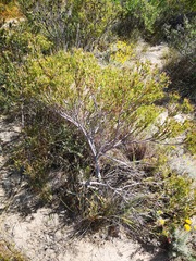 Leucadendron lanigerum laevigatum
