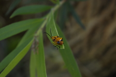 Stethopachys formosa