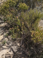 Leucadendron lanigerum laevigatum