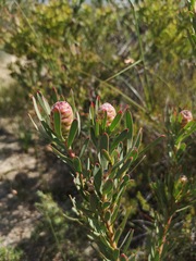 Leucadendron lanigerum laevigatum