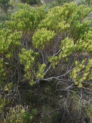 Leucadendron lanigerum laevigatum