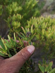 Leucadendron lanigerum laevigatum