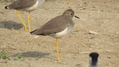 Vanellus leucurus