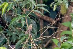 Phylloscopus tytleri
